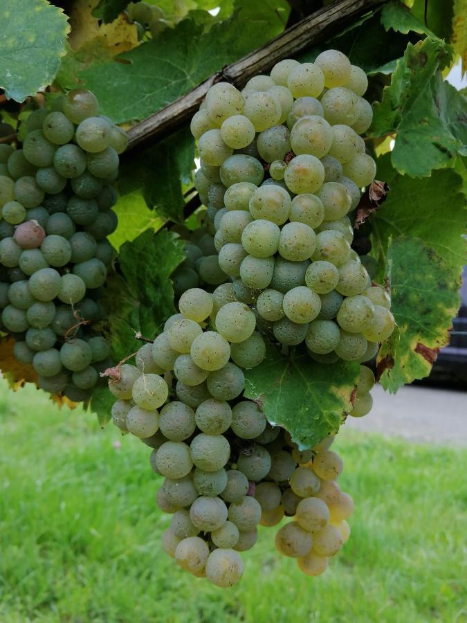Weingut Licht-Stadtfeld Brauneberg Exteriör bild